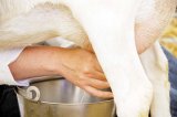 Laptele de capra - elixirul alb