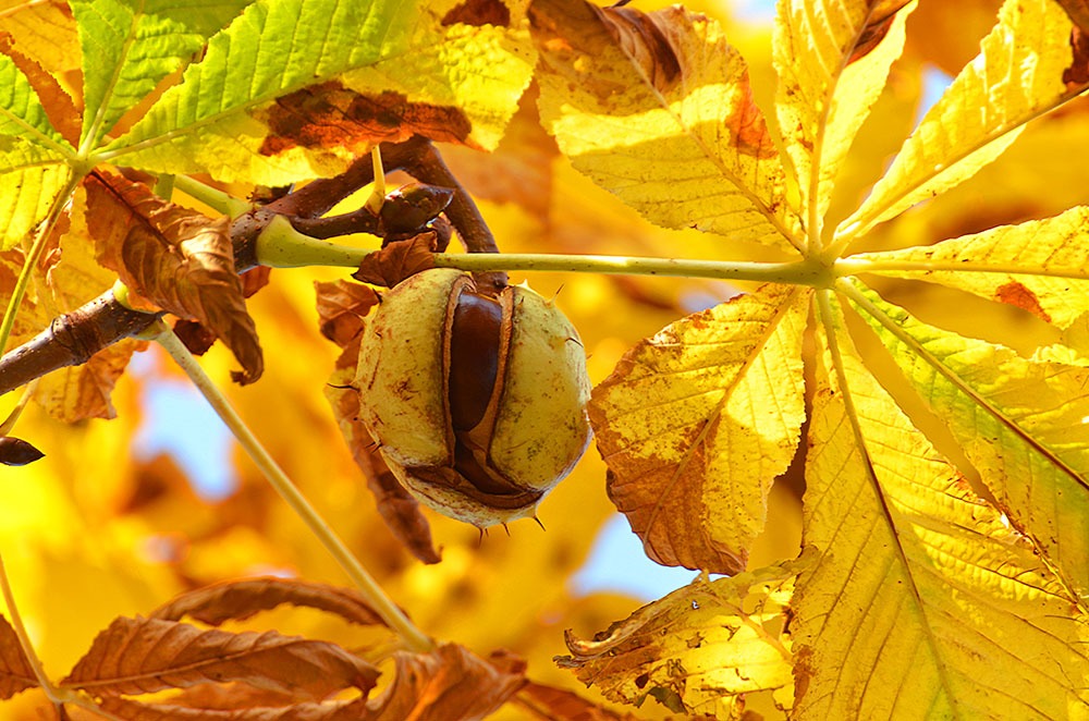 frunze de castan cu varicoza varicoza cel mai bun remediu folcloric