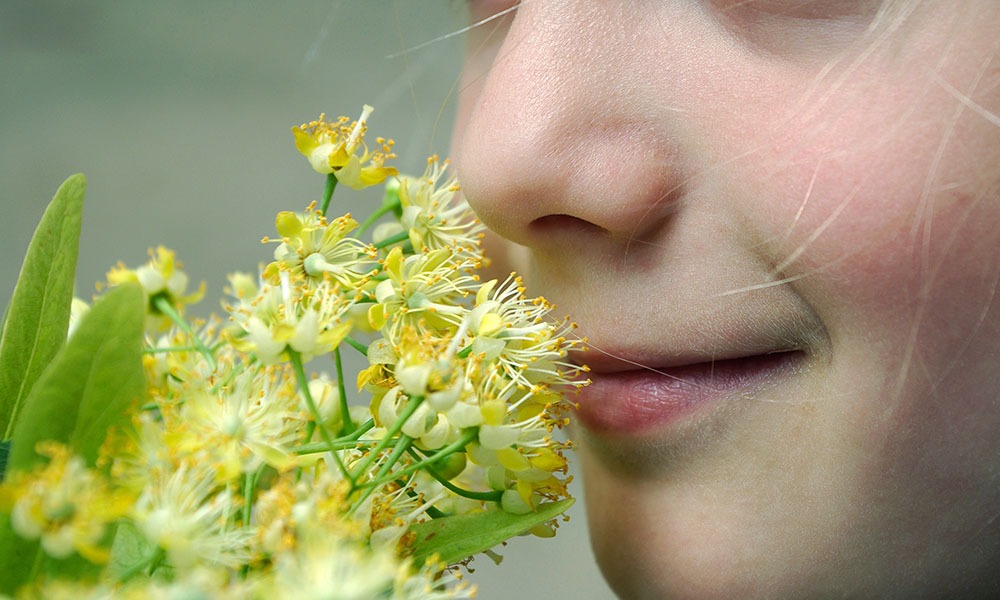 floare de tei din prostatită prostatita cronica dureri abdominale inferioare