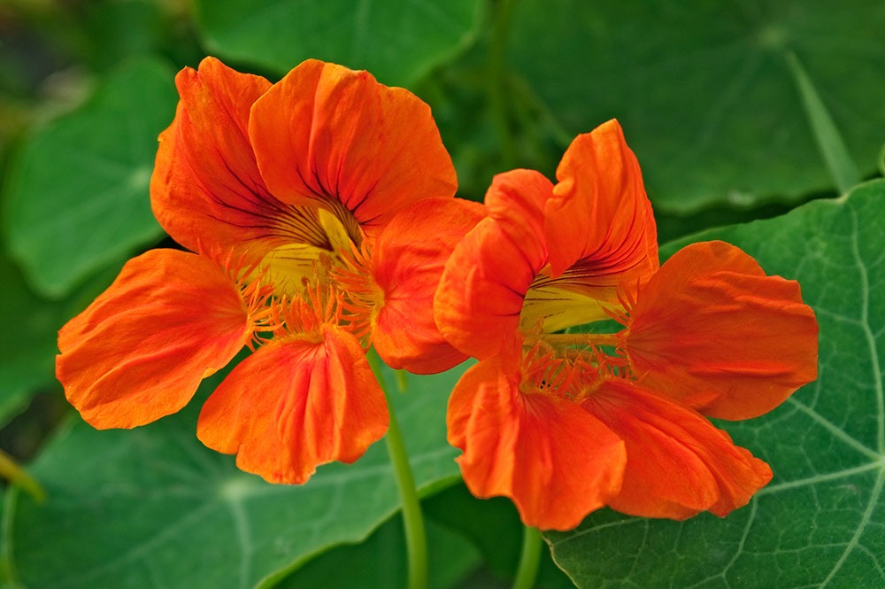 nasturtium tratament naturist)