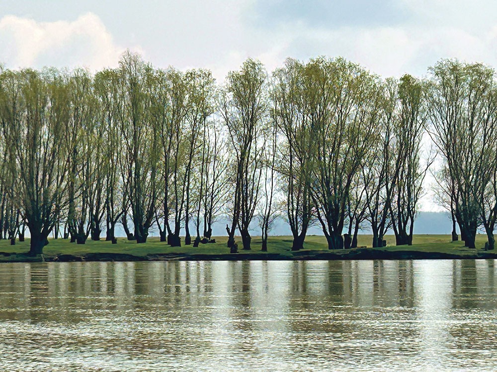 Ciocănitoarea Woody - Wikipedia