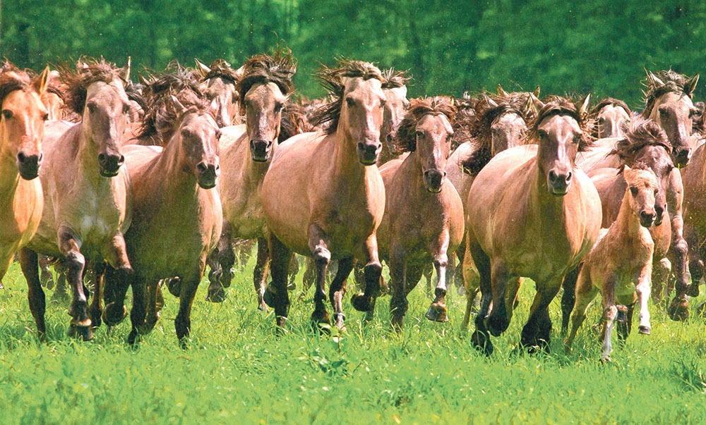 Adamovici Rares Insula cailor sălbatici - Formula AS