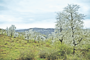 Dealul Costeştiului, în aprilie